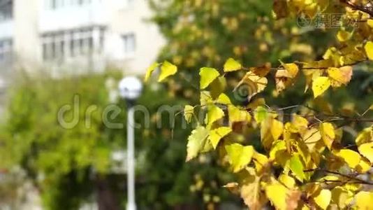 在城市住宅背景上有黄叶的桦树枝。 城市公园里阳光明媚的秋日视频