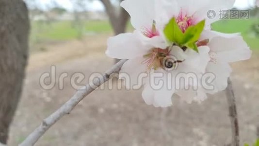 盛开的杏树枝条，花白，前景上有蜜蜂吃花粉视频