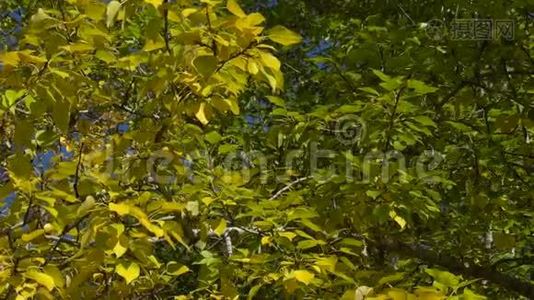 白杨树的枝条，金黄色的叶子在风中摇摆. 公园里阳光明媚的秋日视频