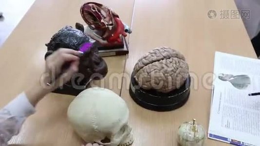 学生在生物和解剖学课程的模型上研究和比较人类和APE大脑的结构视频