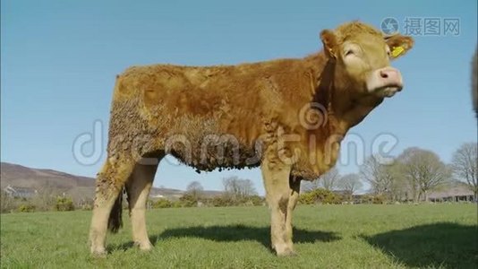 英国格拉茨菲尔德的南德文女小牛视频