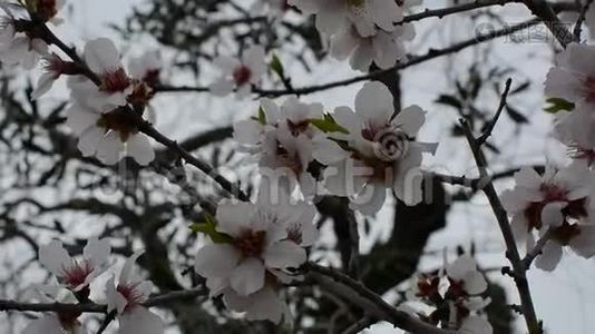 盛开的杏树枝条，花白，前景上有蜜蜂吃花粉视频