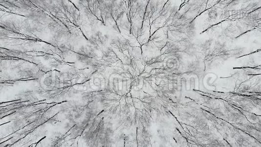 冬季在林地的雪覆盖树上飞行的高空顶降无人机. 4的高空飞碟视频