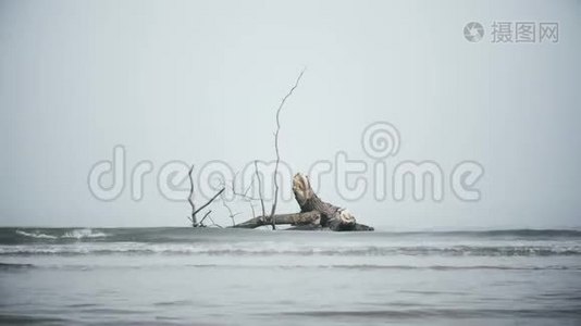 带树干波4k浅海背景的海上雾海湾视频