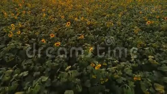 从空中俯瞰向日葵田野。 飞越向日葵的田野。视频