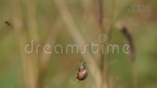 四个斑点Orb-WeaverAraneus象限蜘蛛。 一只蜘蛛襁褓中的蚱蜢拖入巢中视频