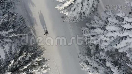 令人叹为观止的飞过冰冻的雪杉和松树。 自然概念。 冬天的时候，舒适，享受风景视频