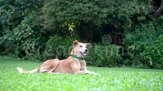 快乐的家狗躺在公园的绿草上视频