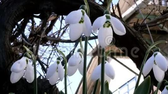 白色的小春花雪珠或普通的雪珠是春天的象征。 在后院或花园里视频