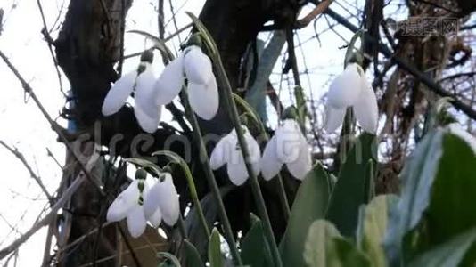 白色的小春花雪珠或普通的雪珠是春天的象征。 在后院或花园里视频