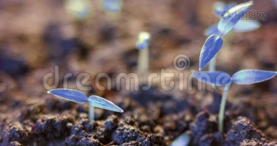 未来世界，从地面生长蓝色植物，发芽过程，开始，不寻常，未来的星球视频