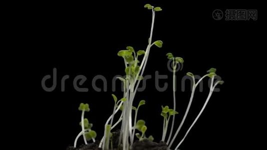 在温室农业中，生长的植物在时间的推移，死亡的植物，发芽的新生的小植物，极端视频