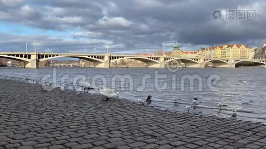 捷克共和国布拉格的斯米乔夫河岸上的天鹅和海鸥。视频