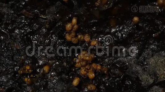 糖袋三角蜜蜂。 澳大利亚本土无刺蜂蜂群视频