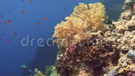 红色海洋中充满活力的珊瑚礁彩鱼视频