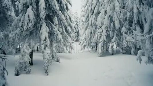 走在冬天的雪林里，高大的云杉和覆盖着雪的松树视频