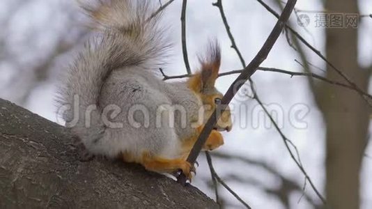 在一个阴天的春天，红灰色松鼠坐在树上吃坚果。 穿着冬装的松鼠。视频