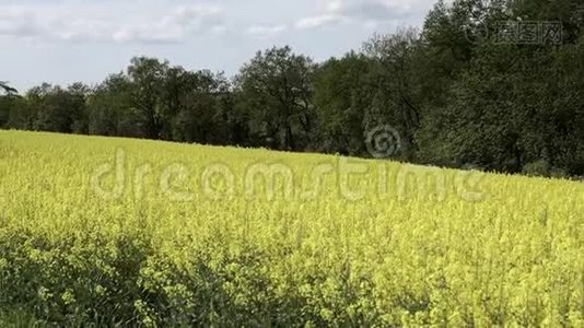 小教堂，巴洛克式小教堂，用油籽油菜在田野做钟楼视频