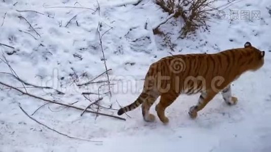 一只老虎穿过一个动物园里覆盖着雪的鸟舍。视频
