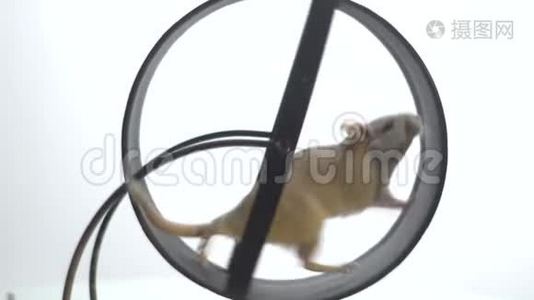 一只黑眼睛的白鼠在运行轮中缓慢地运行，为啮齿动物，缓慢地运动视频