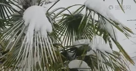 维多利亚州暴风雪中的棕榈树视频