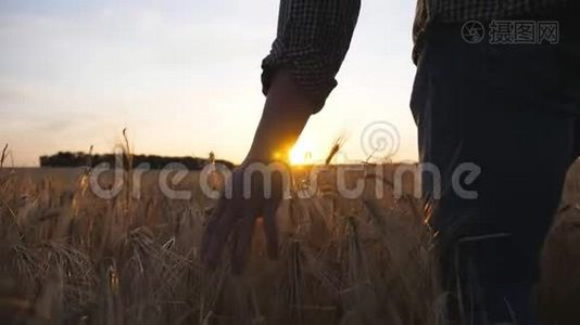 年轻的农民走过大麦地，用手臂抚摸着庄稼的金色耳朵。 雄手移动成熟的小麦视频