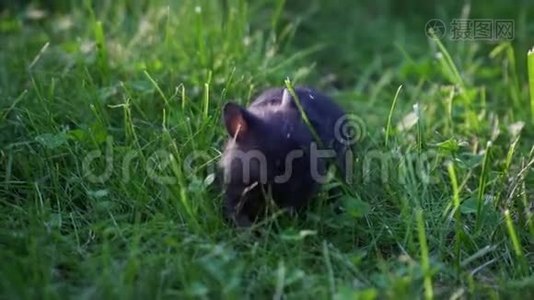 吃草的小宠物仓鼠。视频