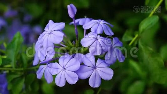 盛开的铅草角花朵和蜜蜂的特写视频