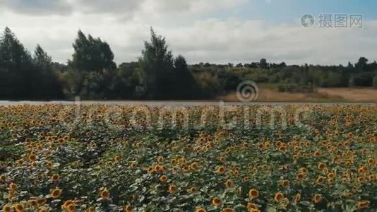 鸟瞰：在日落夏时，驾驶汽车和卡车在向日葵附近的道路上飞行。 太阳花视频