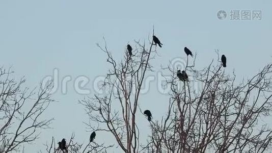 树上的乌鸦视频