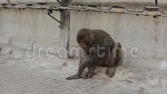 尼泊尔加德满都的一条街上，一只野猴子从地板上捡起食物。 一个人站在旁边。视频