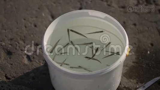 塑料桶里的鱼。视频