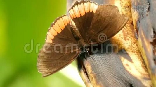 美丽的大型热带蝴蝶坐着，吃着变质的香蕉近景。 瘦蝶鼻收集花蜜视频