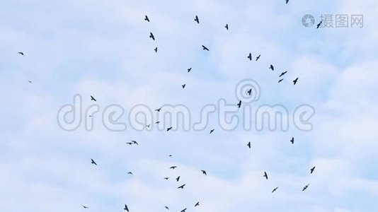 蓝天上的一群乌鸦在缓慢地旋转视频