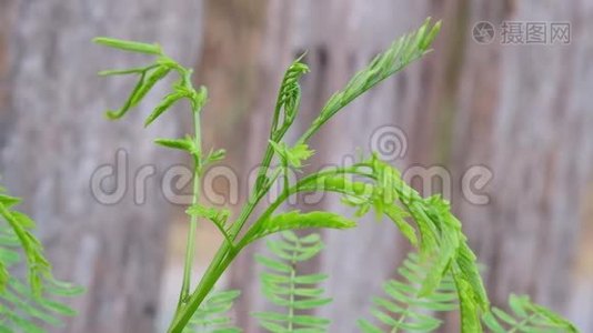 花园里的菜视频