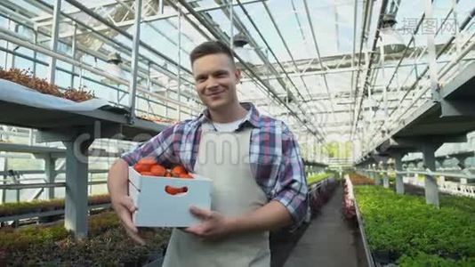 快乐的年轻农民拿着一盒新鲜有机西红柿，温室农业视频