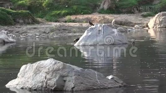 鸟儿在寻找食物，在水里嬉戏视频