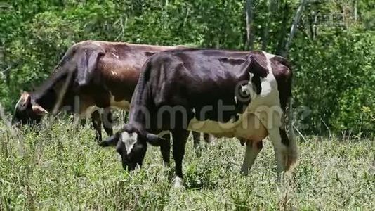 两头棕色和白色的大奶牛在绿色牧场吃新鲜的草视频