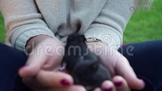 女孩手里拿着仓鼠。视频
