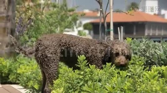 拉戈托罗马格诺罗狗在植物中晒太阳，干燥视频