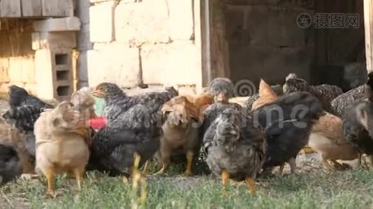 一群农场鸡和公鸡在农场院子里地上吃粮食视频