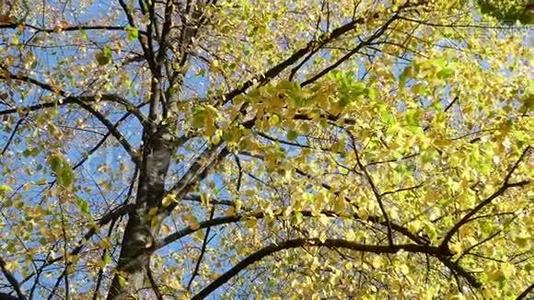 秋天树上落下的黄色叶子。视频