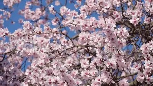在树上开花，粉红色和白色的花，春天的自然，美丽的背景视频