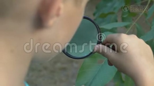 好奇的孩子用放大镜看树叶，植物学研究视频