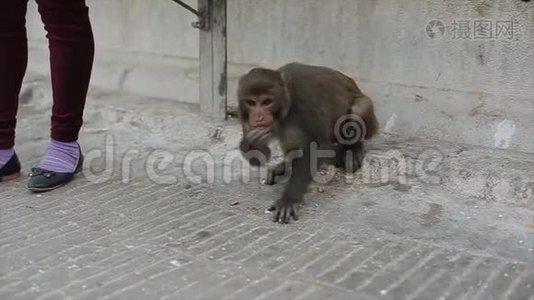 尼泊尔加德满都的一条街上，一只野猴子从地板上捡起食物。 一个人站在旁边。视频