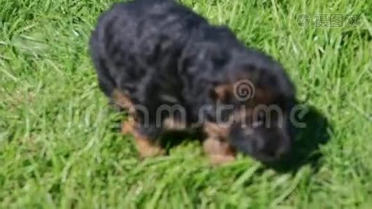 一只黑色德国牧羊犬在绿草中奔跑视频