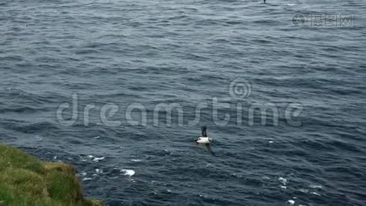 帕芬在缓慢的空气中飞过海洋视频