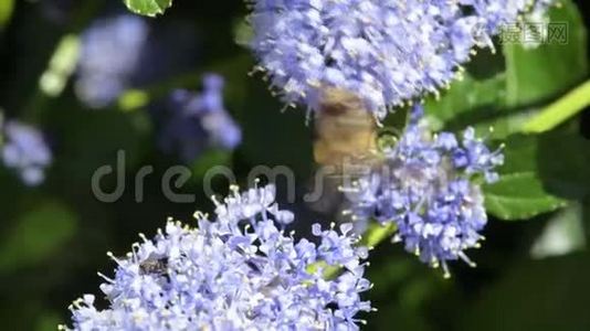 蜜蜂在花园里给蓝色的花朵授粉视频
