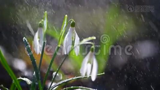 初春的花朵，雨中的雪花视频