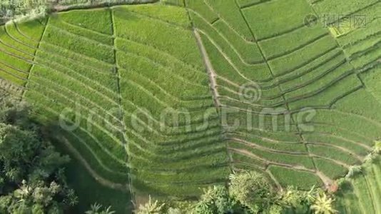 一架无人机飞过印度尼西亚巴厘岛的水稻种植园。视频